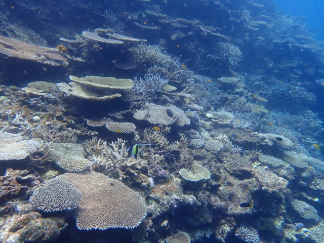 宮古島　八重干瀬　サンゴ礁
