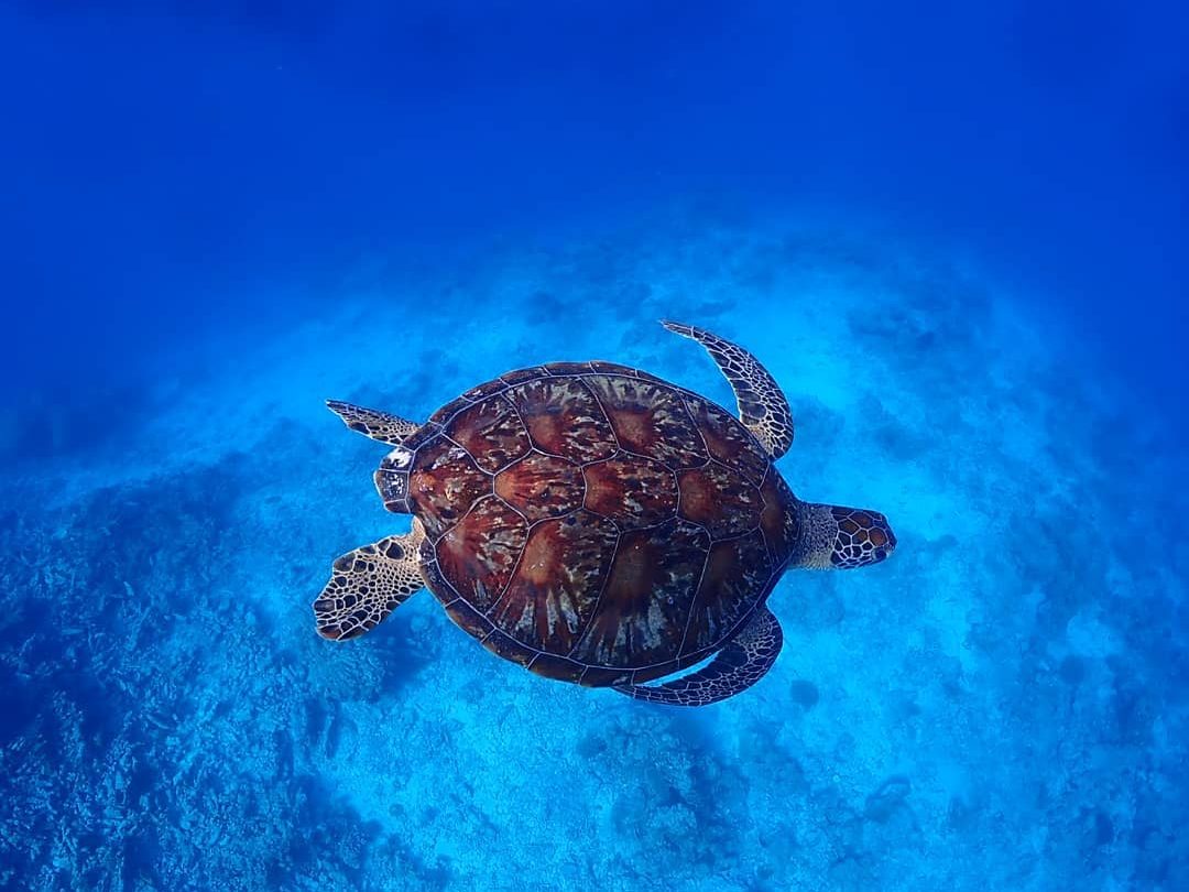 宮古島ダイビングで会えるウミガメ