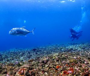 ビーチダイビング