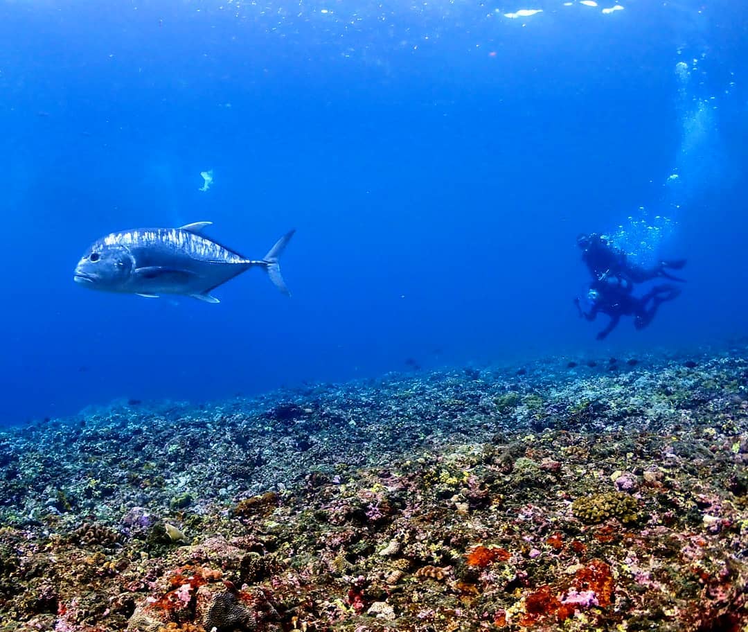 ビーチダイビング