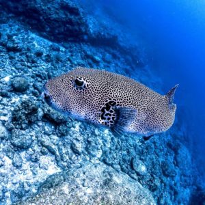 宮古島ダイビング