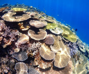 宮古島のファンダイビング