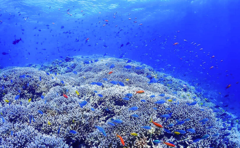 宮古島　魚とサンゴ礁