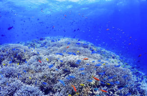 宮古島のダイビング