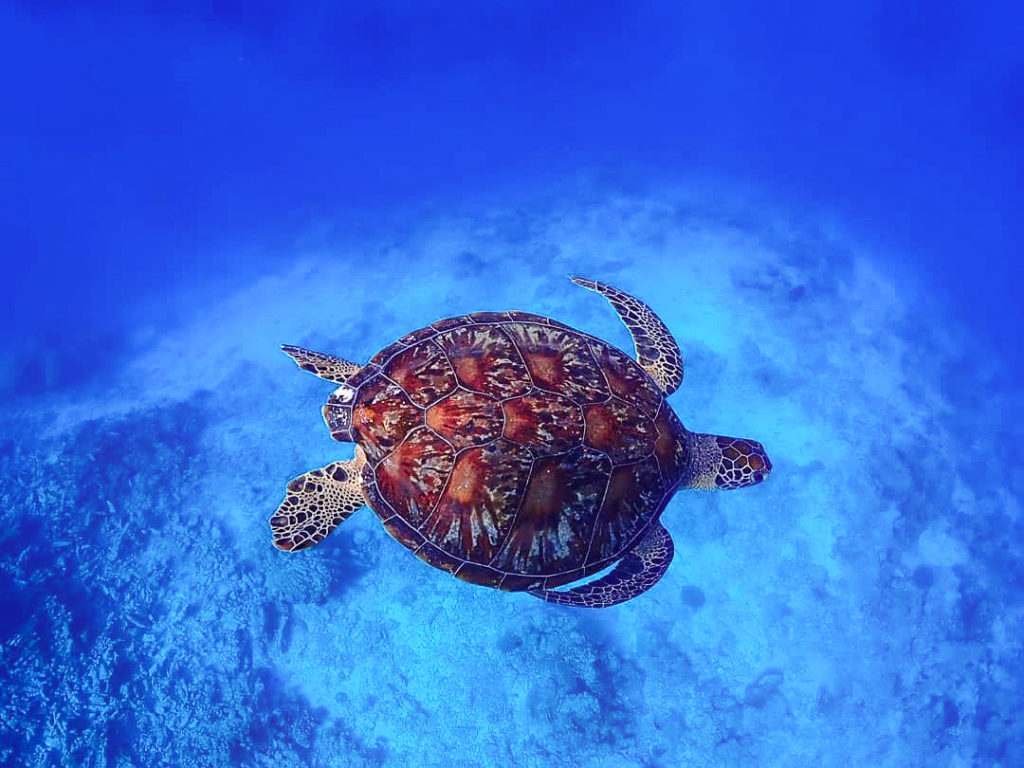 宮古島の体験ダイビング