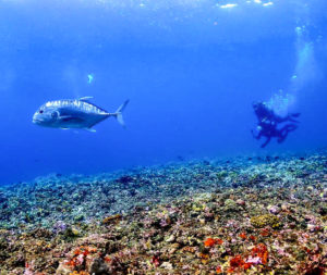 宮古島のダイビング
