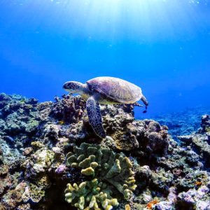 宮古島のファンダイビング