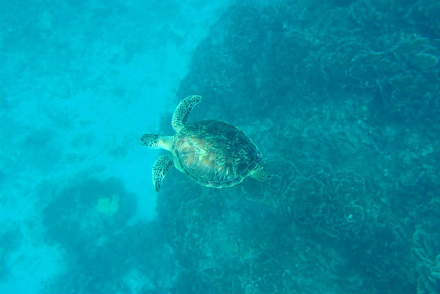 グラスボートから見るウミガメ