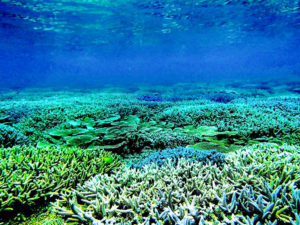 宮古島のサンゴ