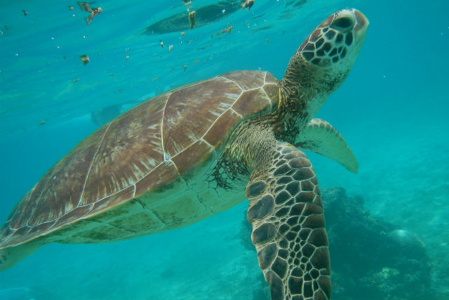 宮古島のウミガメ