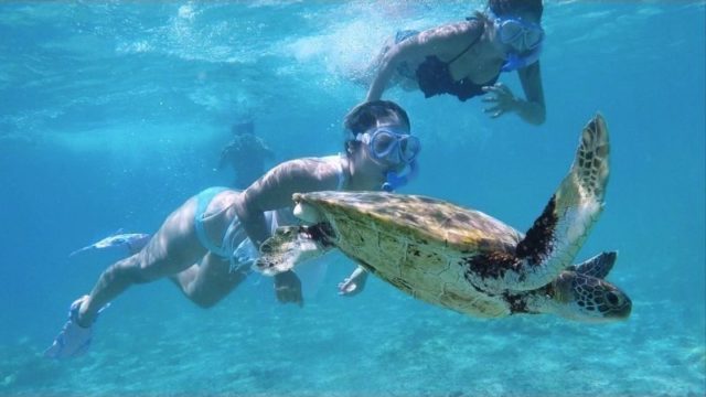 伊良部島でウミガメと泳ぐ