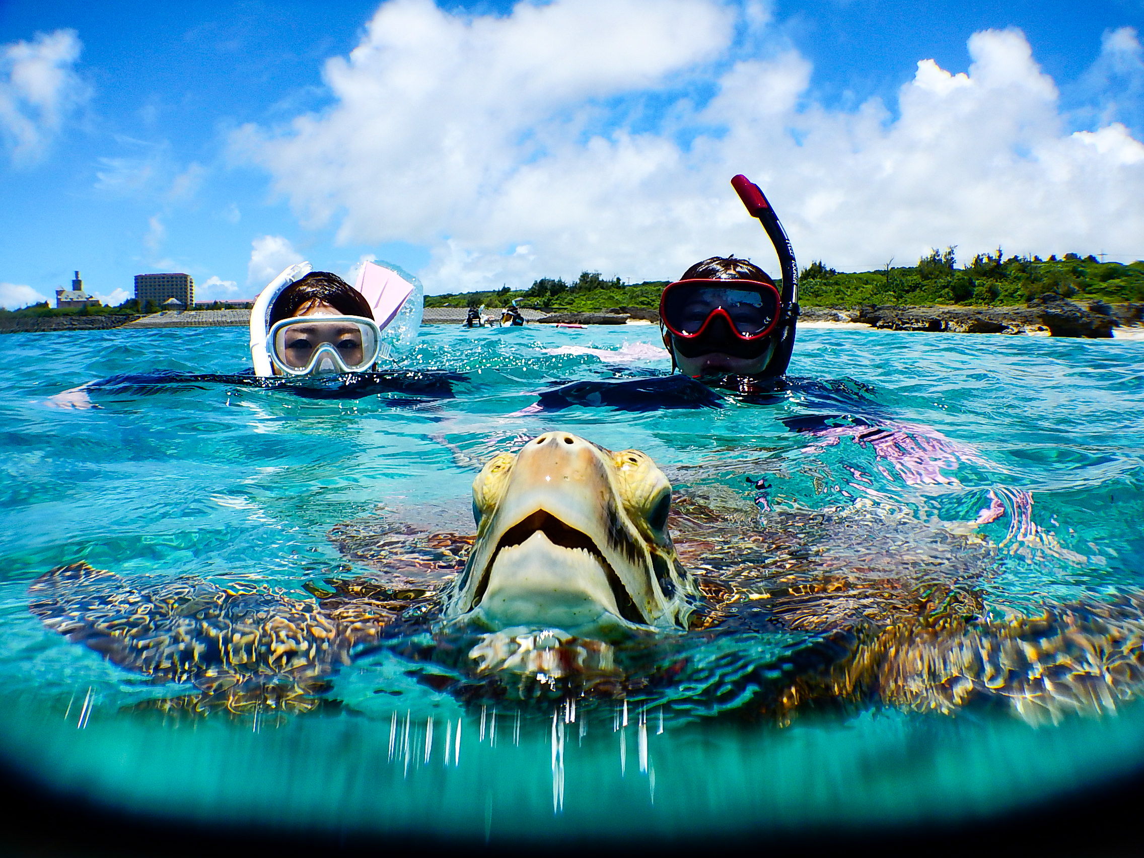 ウミガメシュノーケルを楽しむカップル