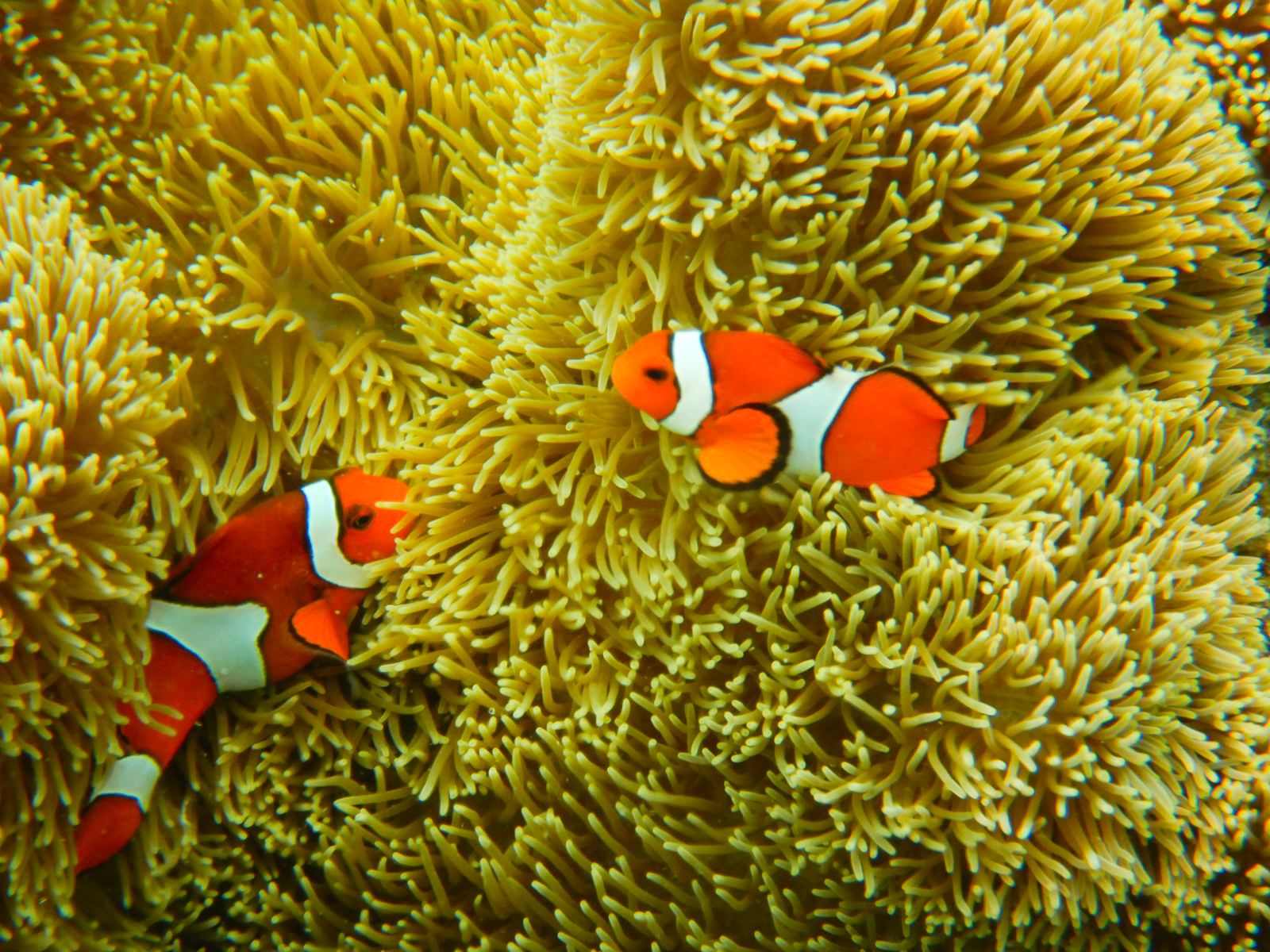 カクレクマノミがいるシュノーケリングポイント