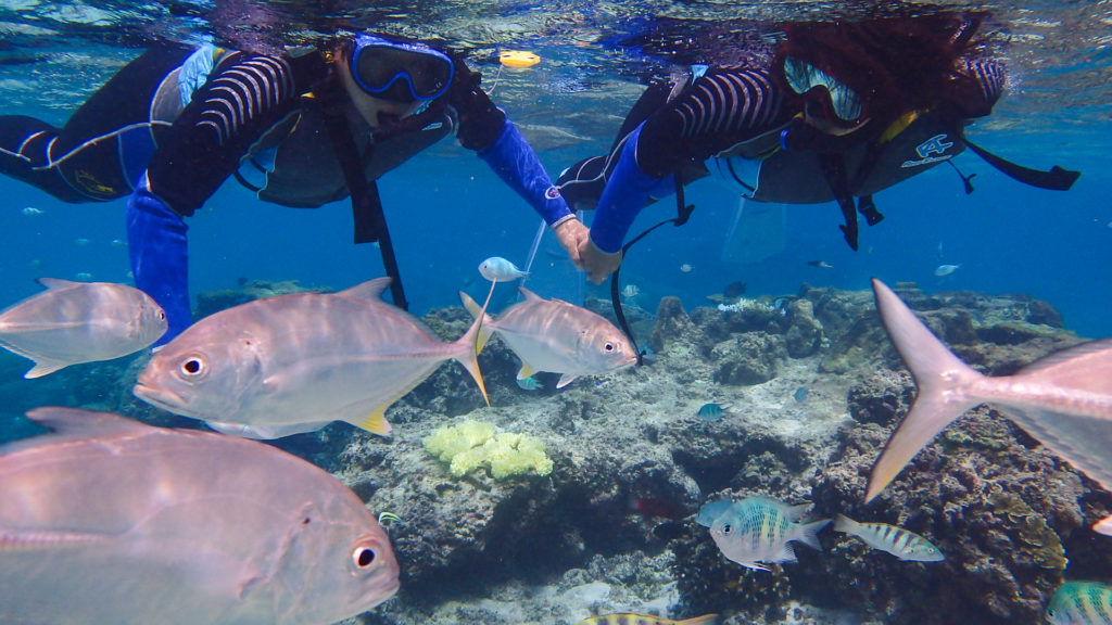 宮古島のシュノーケリング