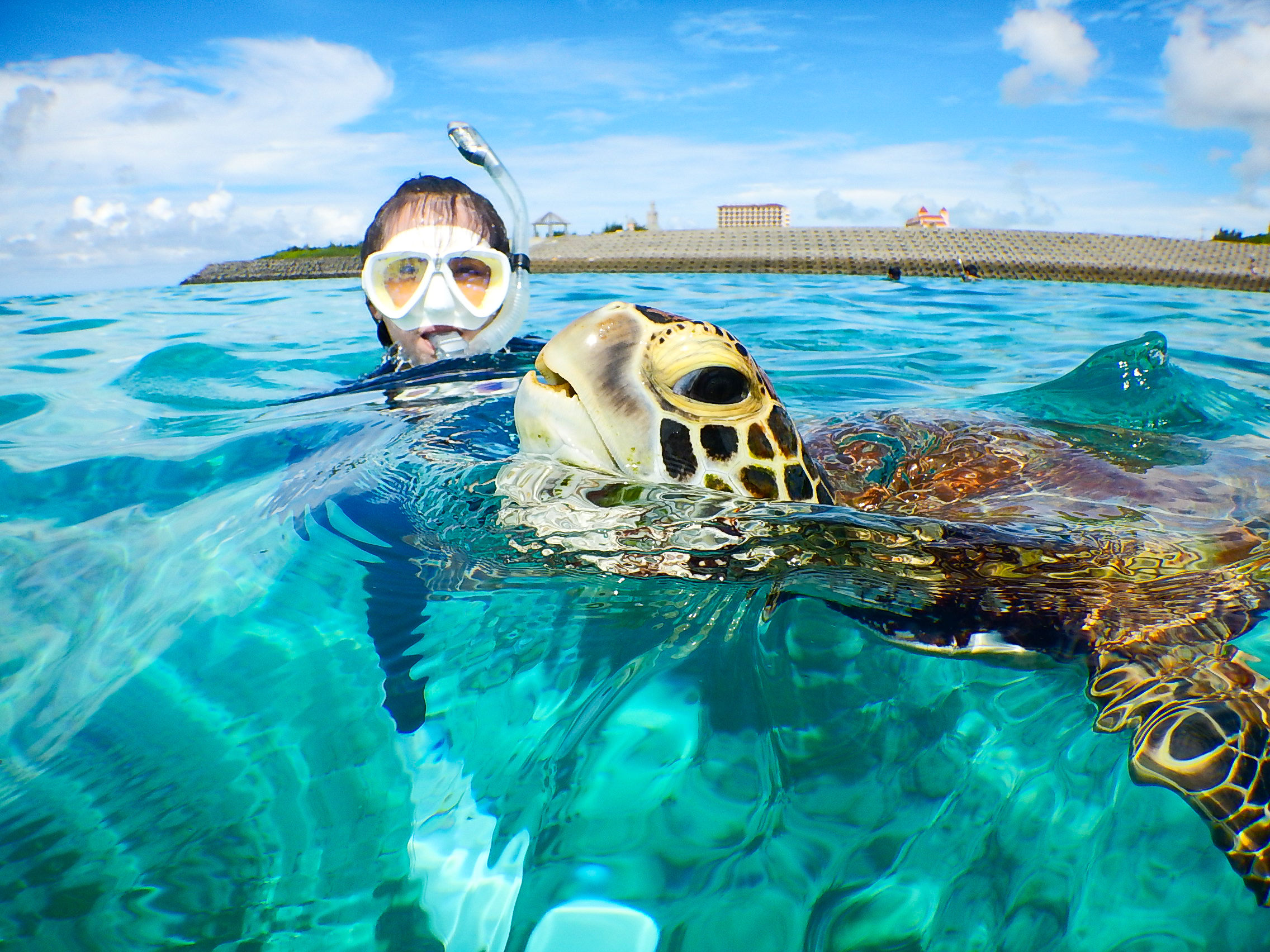 ウミガメシュノーケリングツアー