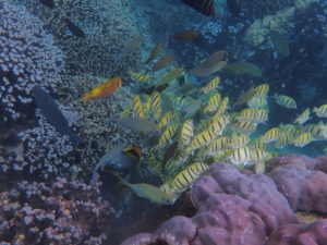 宮古島のダイビング