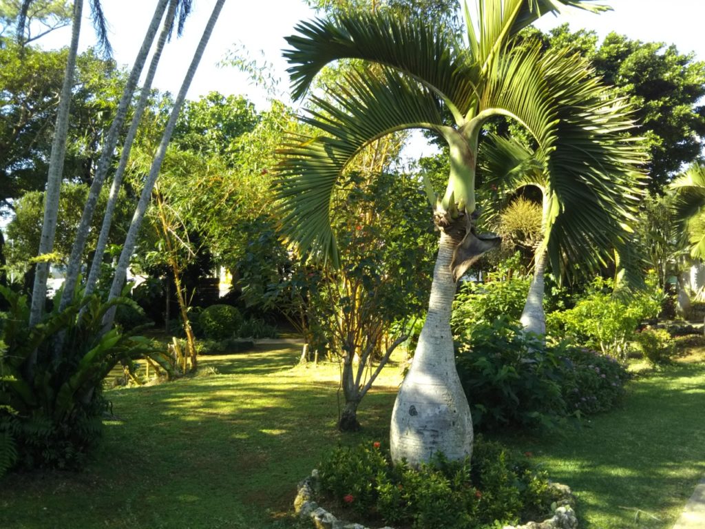 宮古島市熱帯植物園