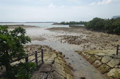 宮古島の観光スポットの川満マングローブ