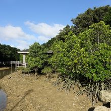 宮古島の観光スポットの川満マングローブ