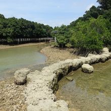宮古島の観光スポットの川満マングローブ