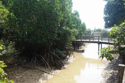 宮古島の観光スポットの川満マングローブ