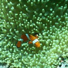 宮古島の観光スポットの八重干瀬