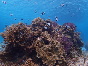 宮古島のシュノーケリング