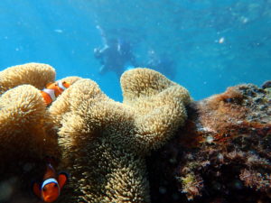 宮古島のシュノーケリング