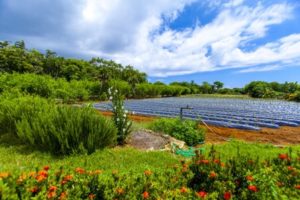 宮古島のユートピアファーム