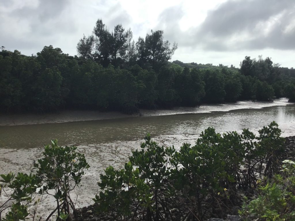 島尻マングローブ