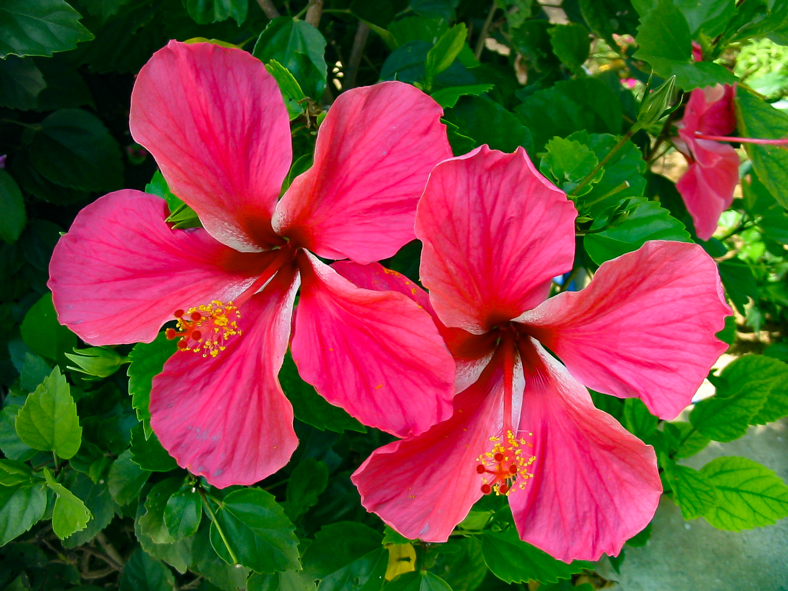 宮古島のハイビスカス