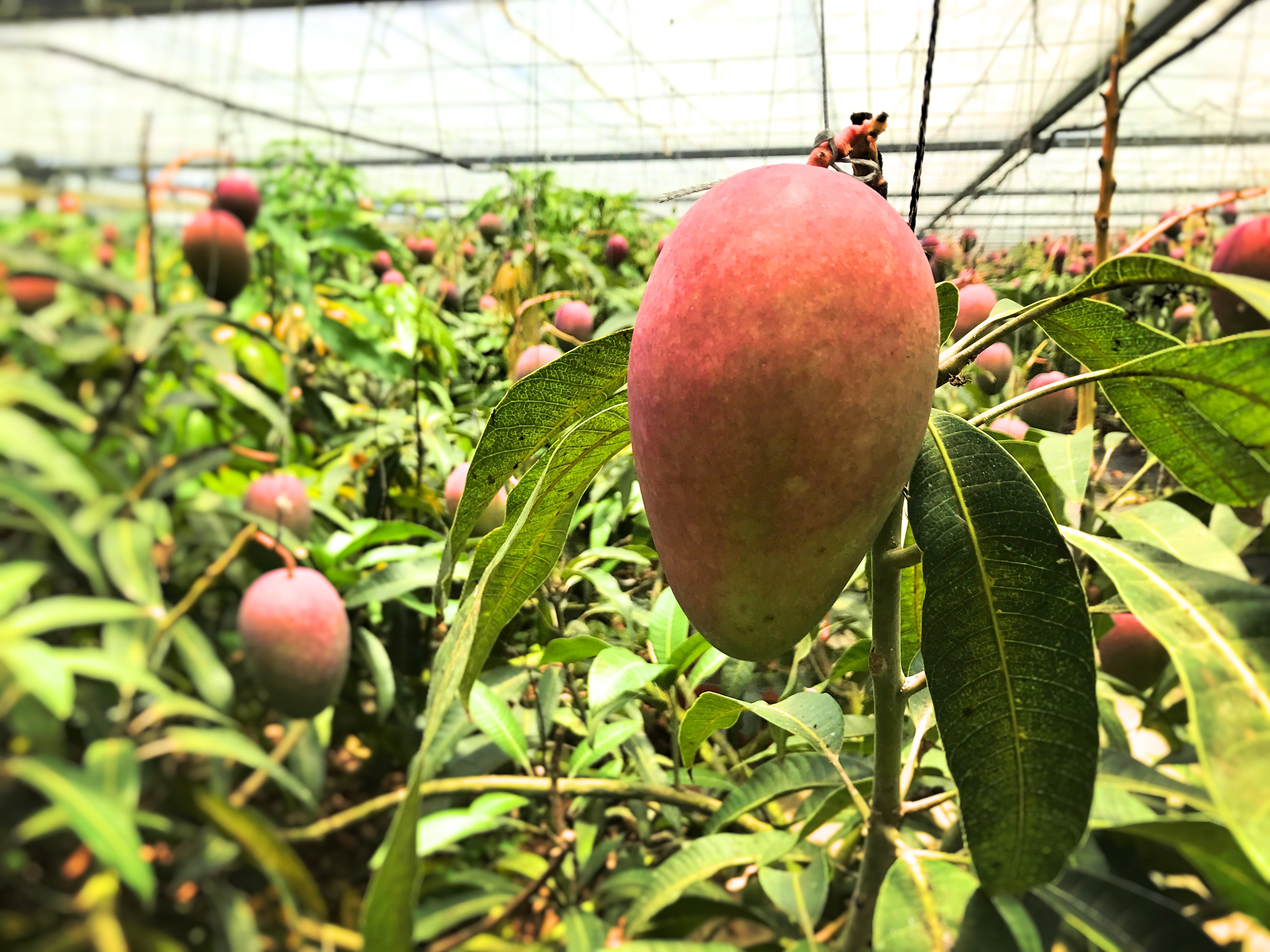 宮古島のマンゴー