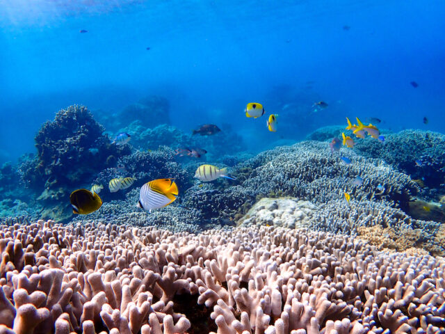 宮古島の海とカラフルな魚