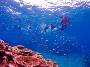 サンゴのそばを泳ぐ