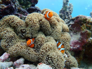 カクレクマノミ