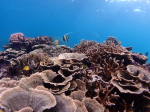 宮古島のサンゴ礁