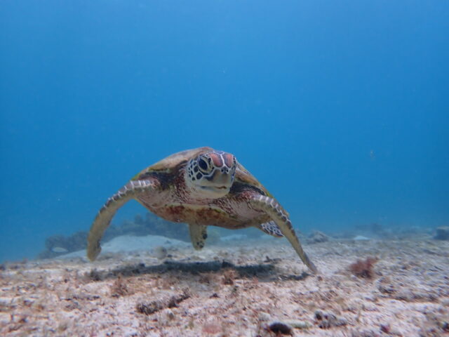 宮古島でウミガメと泳ごう！宮古島で会えるウミガメの種類やおすすめのウミガメツアー紹介