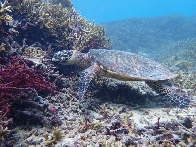 宮古島で見られるウミガメの種類