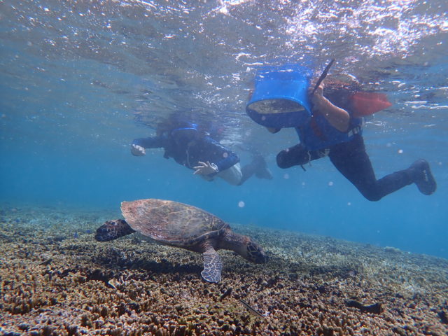 宮古島　ウミガメシュノーケリング