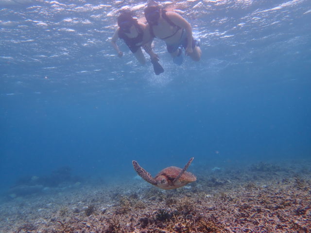 宮古島　ウミガメシュノーケリング