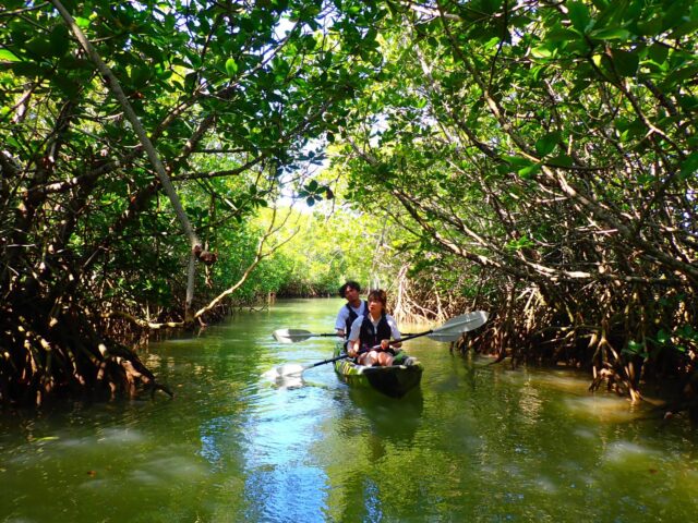 mangrove-Canoe