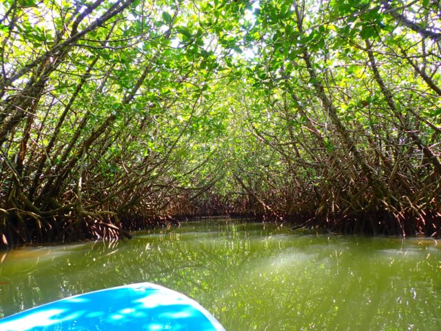 mangrove-Canoe