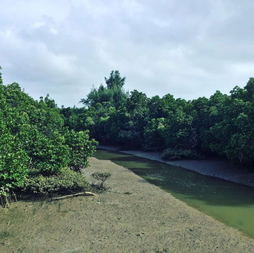宮古島の観光スポットの島尻マングローブ