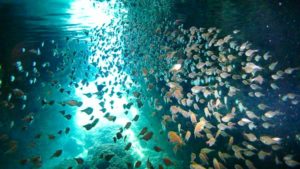 宮古島のダイビングの青の洞窟