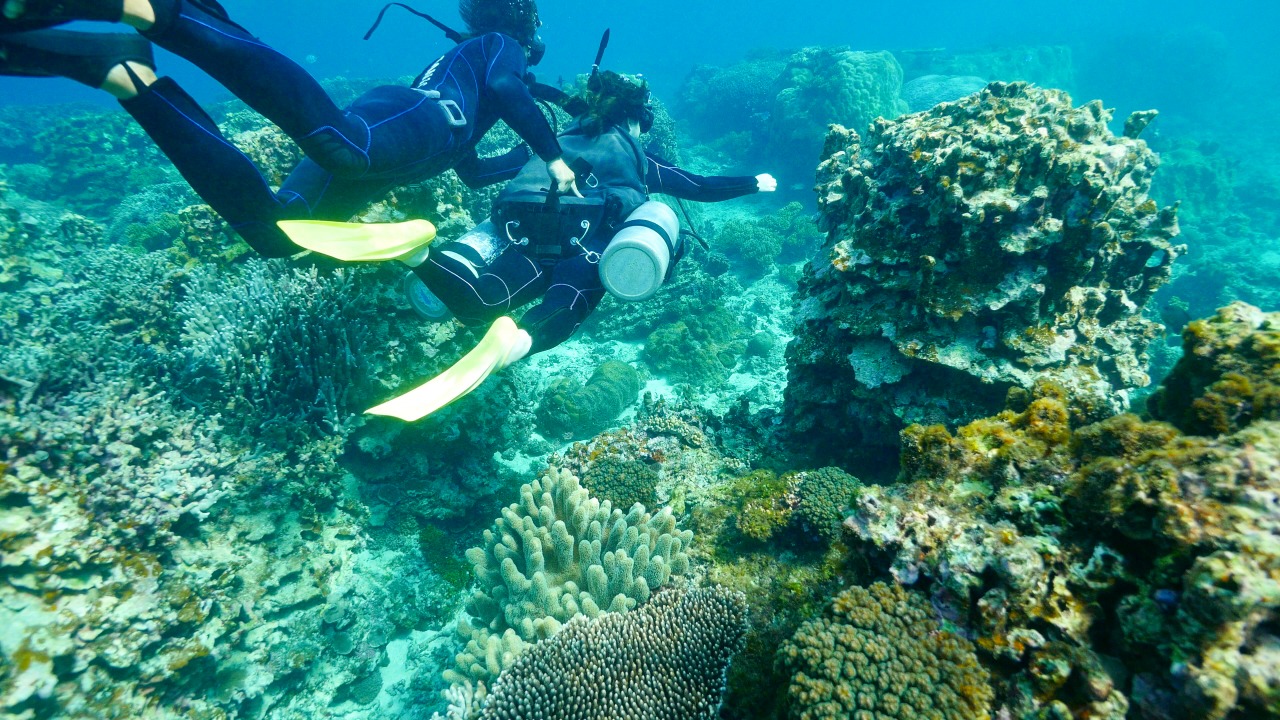 宮古島ダイビングツアーを比較 予約 21年度最新版 宮古島ツアーズ