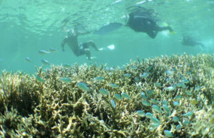 宮古島のシュノーケリング