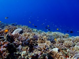 宮古島のシュノーケリング