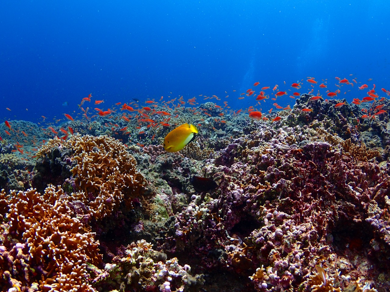 カラフル熱帯魚を見られる宮古島の海