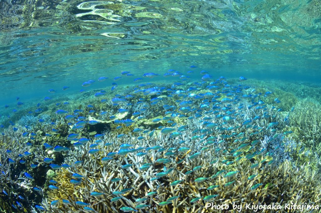 宮古島のアクティビティの八重干瀬ツアー
