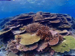 宮古島のダイビング